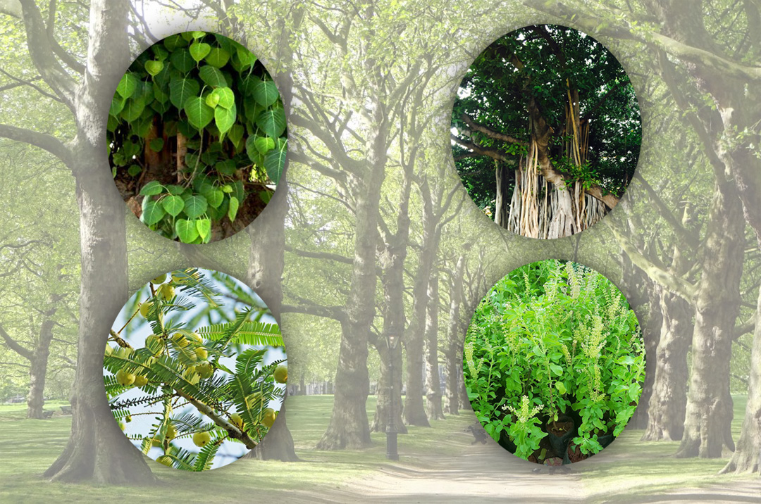 स्वास्थ्य व पर्यावरण रक्षक पेड़